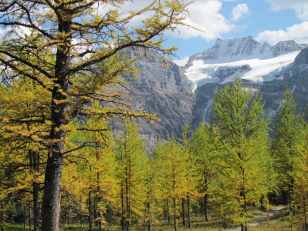 Larch Trees in Canada – Tree Canada