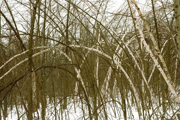 White Birch (Betula papyrifera) after ice storm