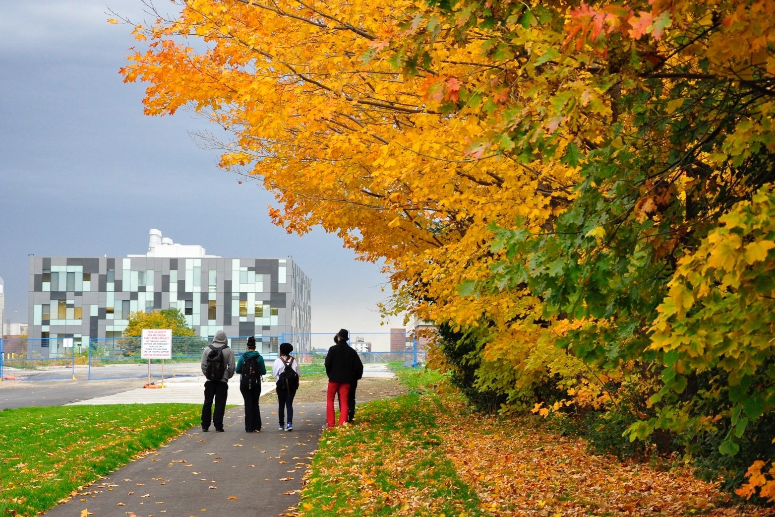 York University