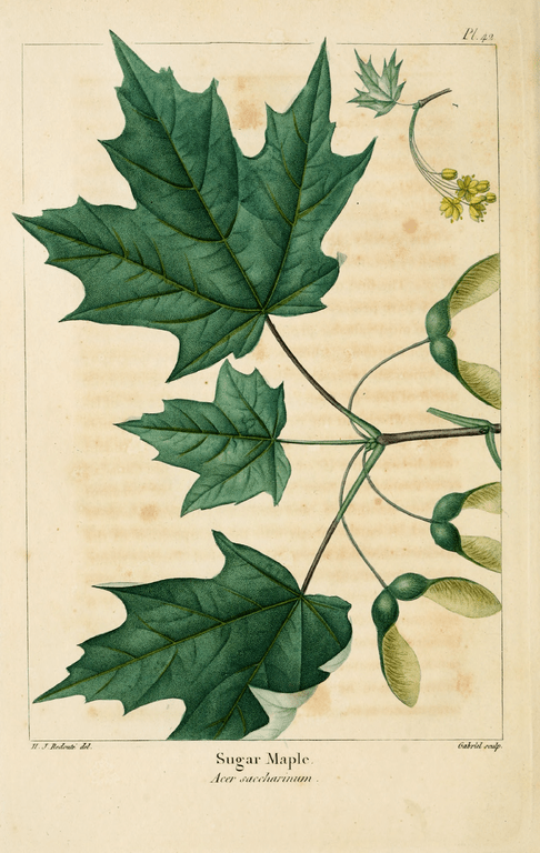 1819 drawing of Sugar maple by François André Michaux