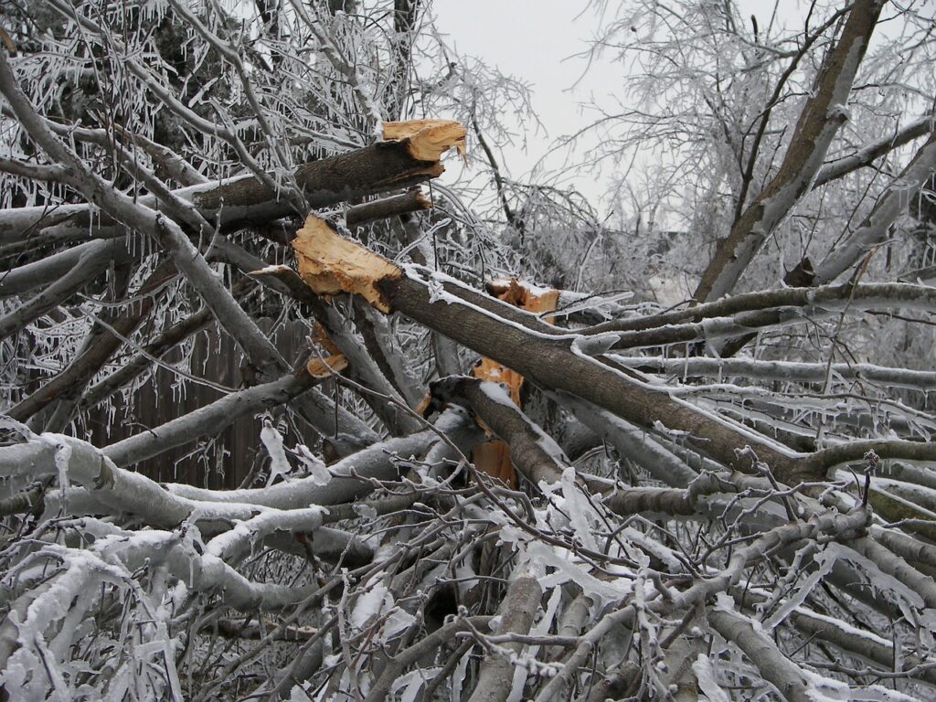 Tree destruction ice storm