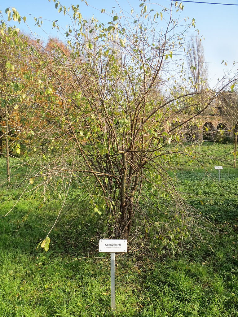 How To Plant And Grow Buckthorn, 59% OFF