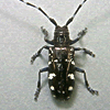 asian-longhorn-beetle 1
