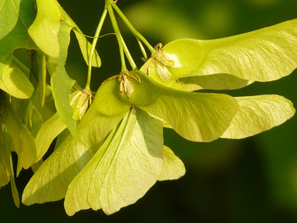 Norway Maple Tree Canada