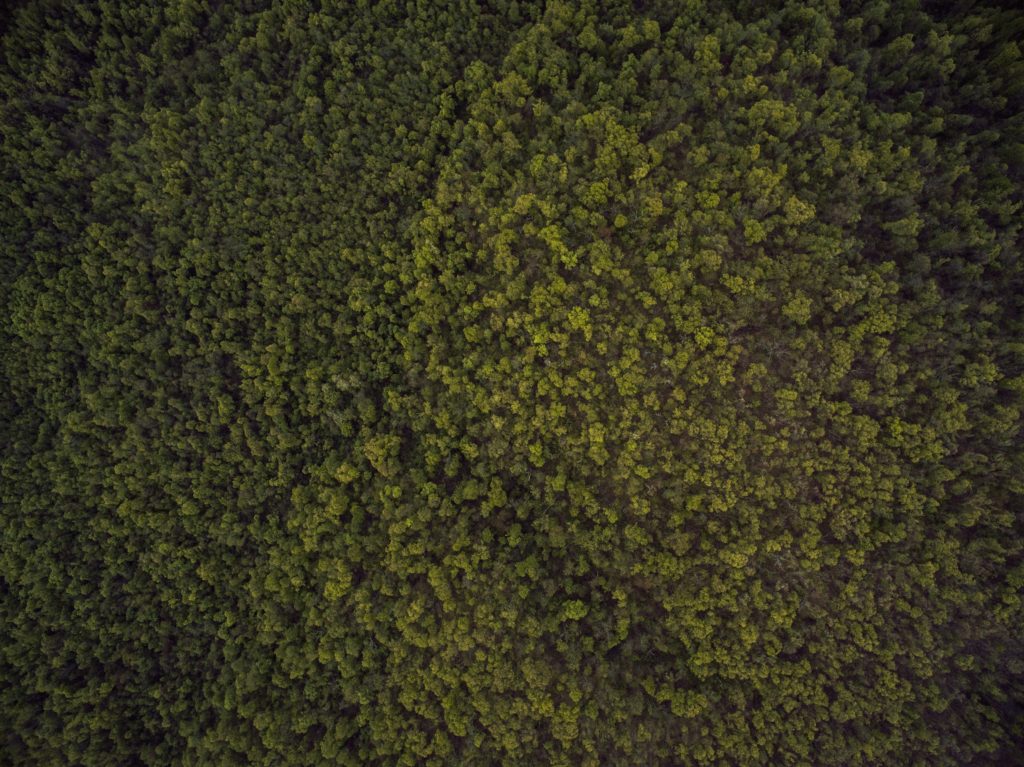Aerial Forest