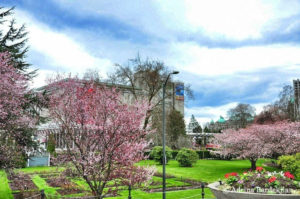 Blossoming tree in front of building.