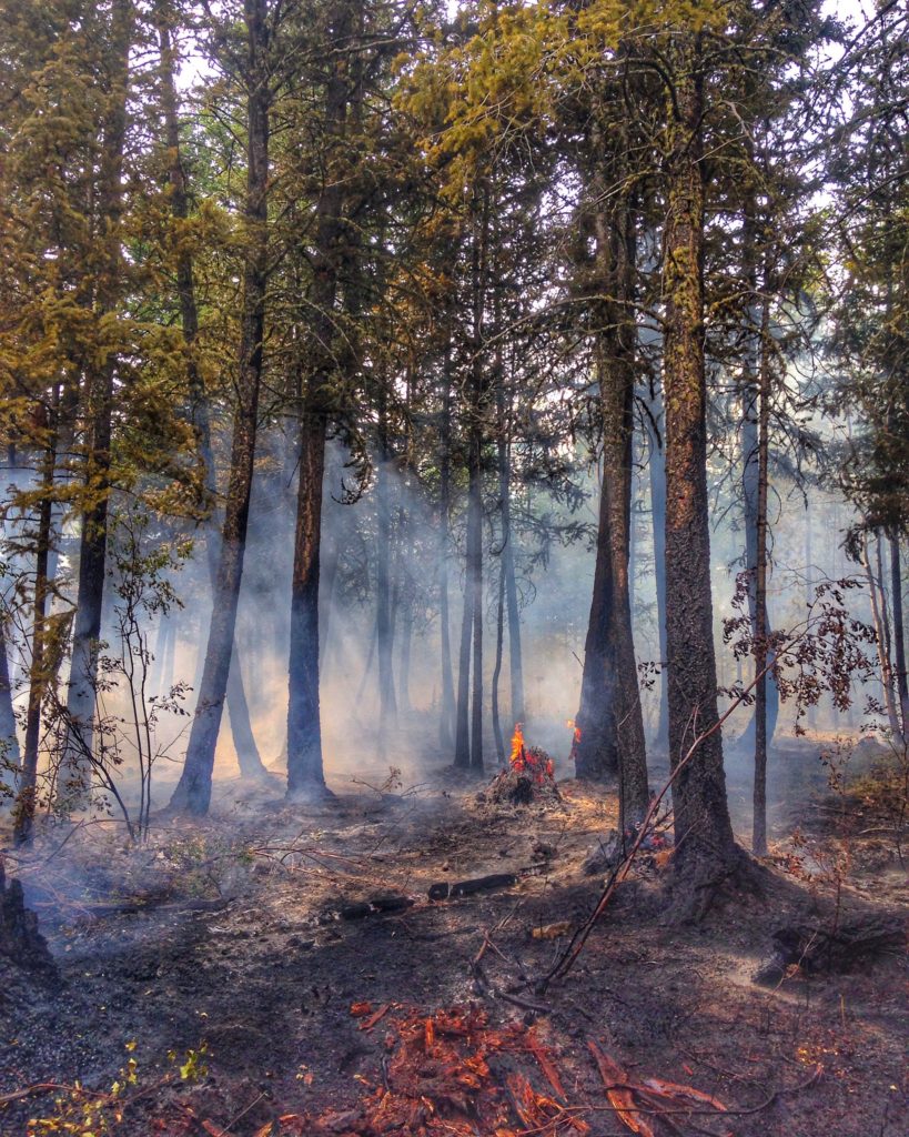 OF-BCFires-Burning Forest