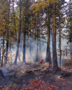 Burning forest.