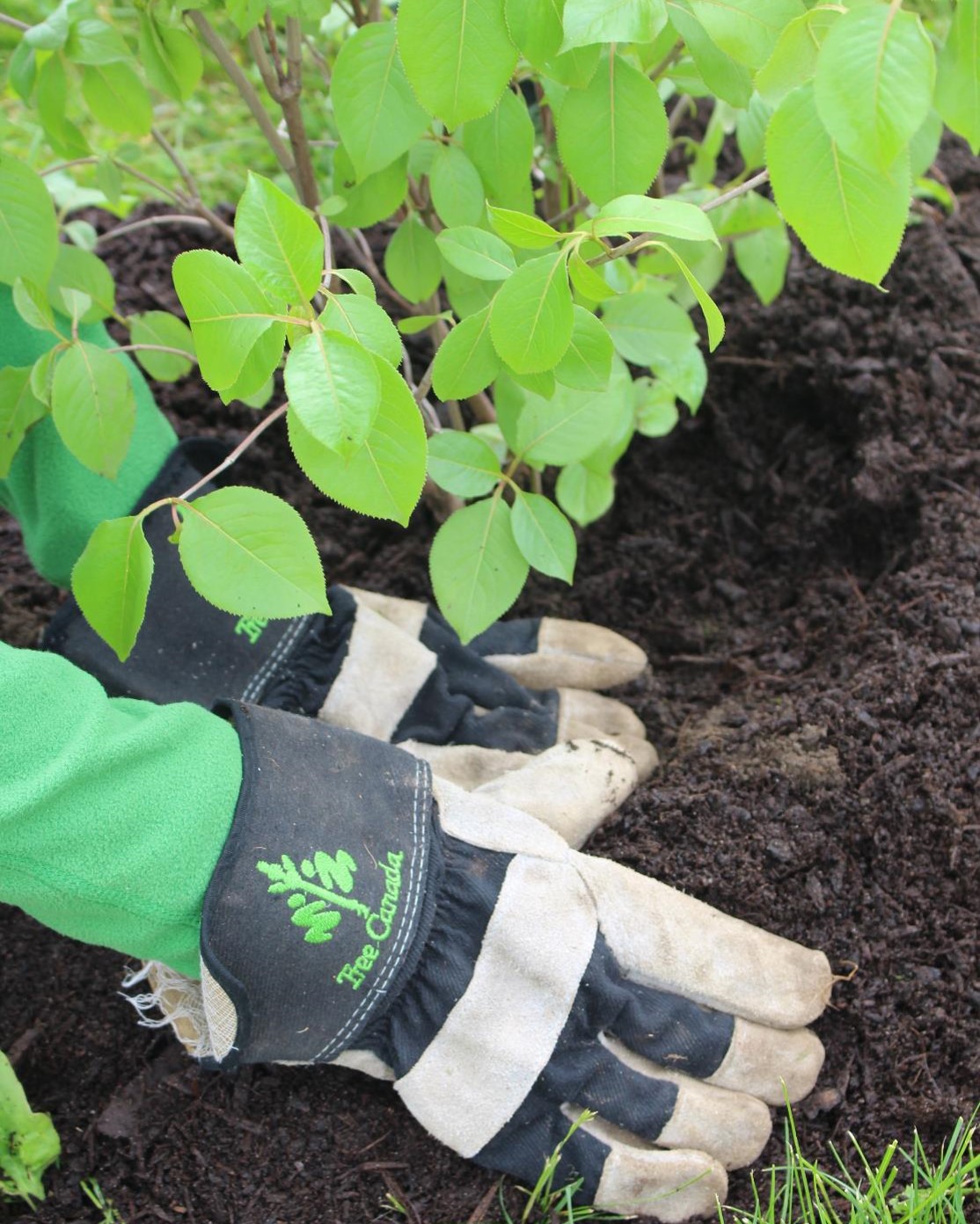 tree planting guide – tree canada