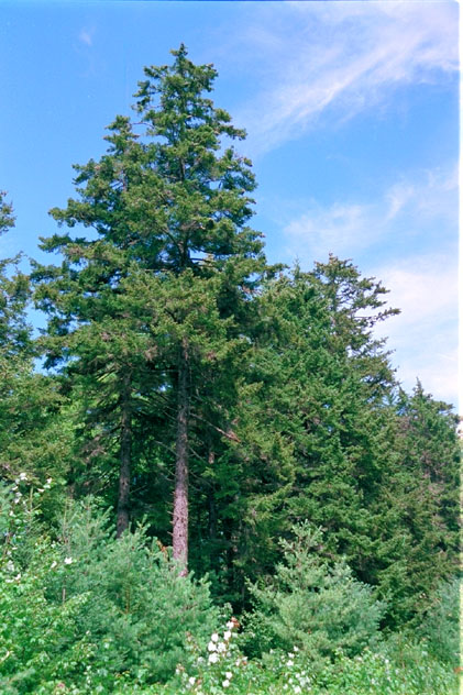 Red Spruce (Picea rubens) - Tree Canada