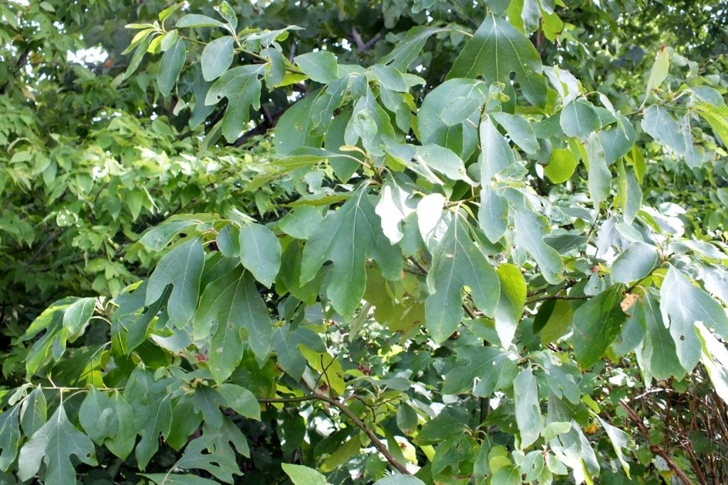 Sassafras (Sassafras albidum ) - Tree Canada