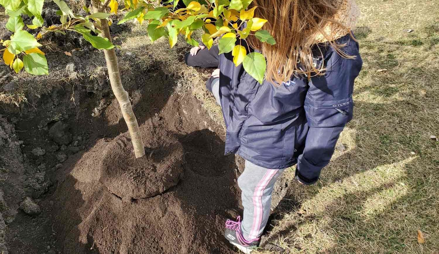 Young girl planting a tree.