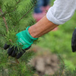 http://Gloved%20hand%20holding%20newly%20planted%20tree.