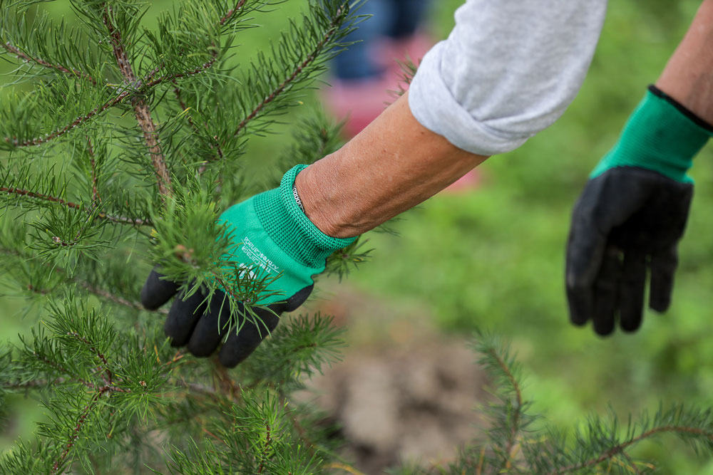 http://Gloved%20hand%20holding%20newly%20planted%20tree.