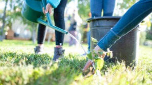 Close up of someone watering a newly planted tree.