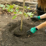 http://Volunteer%20planting%20tree.