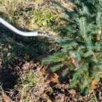 http://Watering%20can%20pouring%20water%20onto%20small%20coniferous%20tree.%20