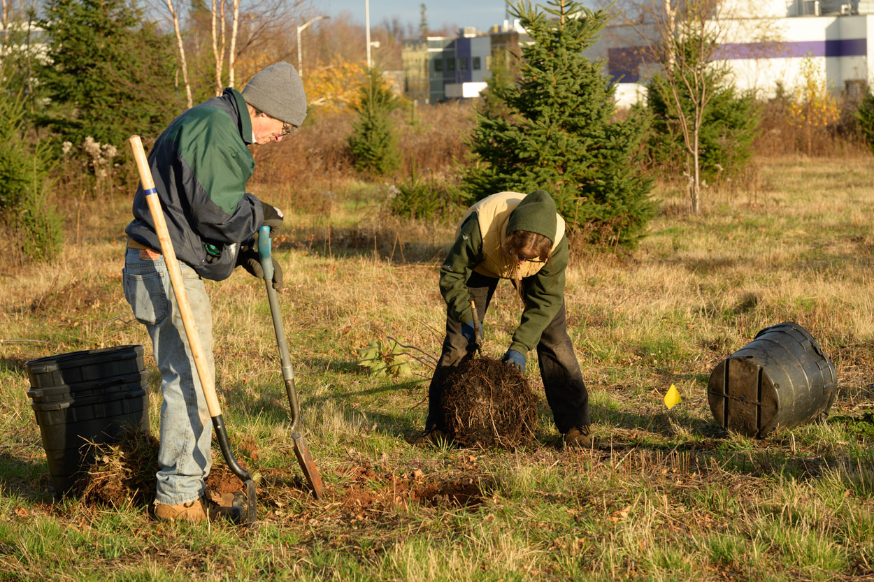 Volunteers planting trees.