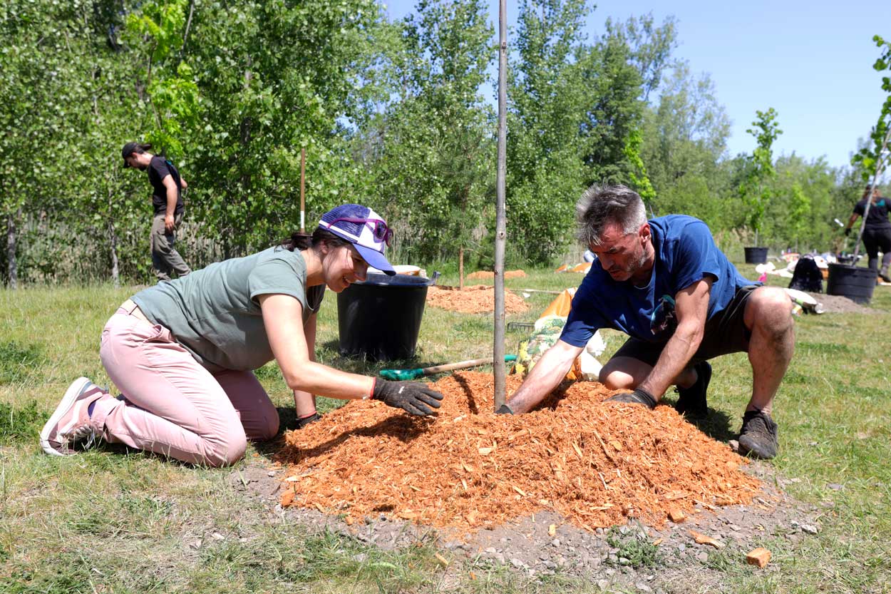 Volunteers mulching tree