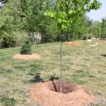 http://Newly%20planted%20tree