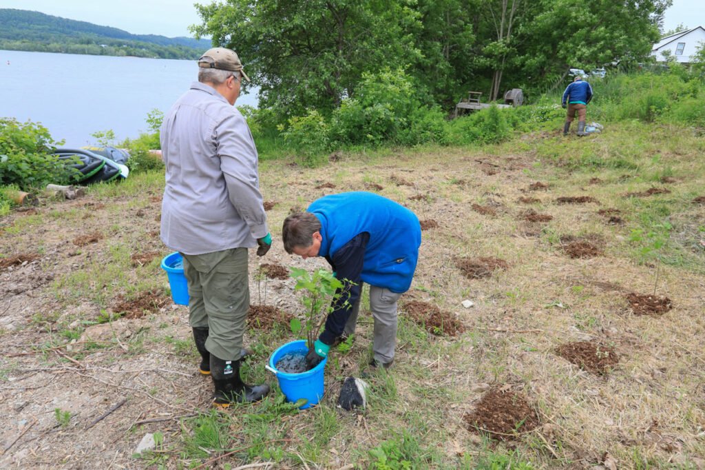 Volunteers watering a newly planted tree