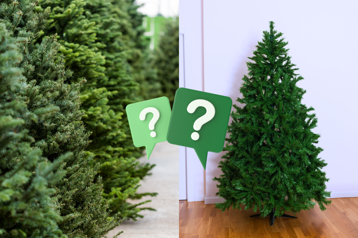 Split image between a lineup of real Christmas on the left and an artificial christmas tree on the right. In the middle, the graphics of two question marks inside of speech bubbles.