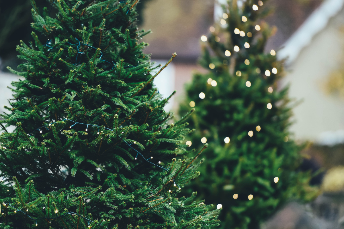 two strees with minimal lights image by annie spratt from unsplash