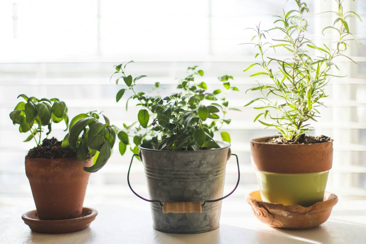 three potted herbs on a windowsill sun shining in the background