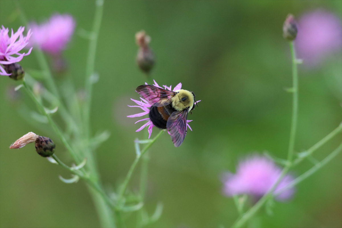 bee on bright purple flower