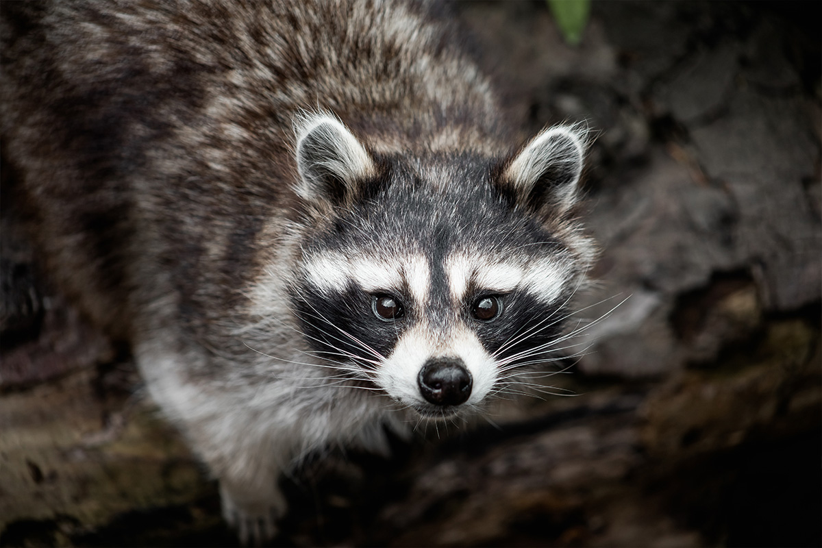 cute wide-eyed raccoon looking up at camera