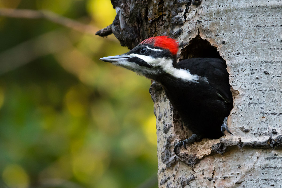 woodpecker poking head out of hole in a tree