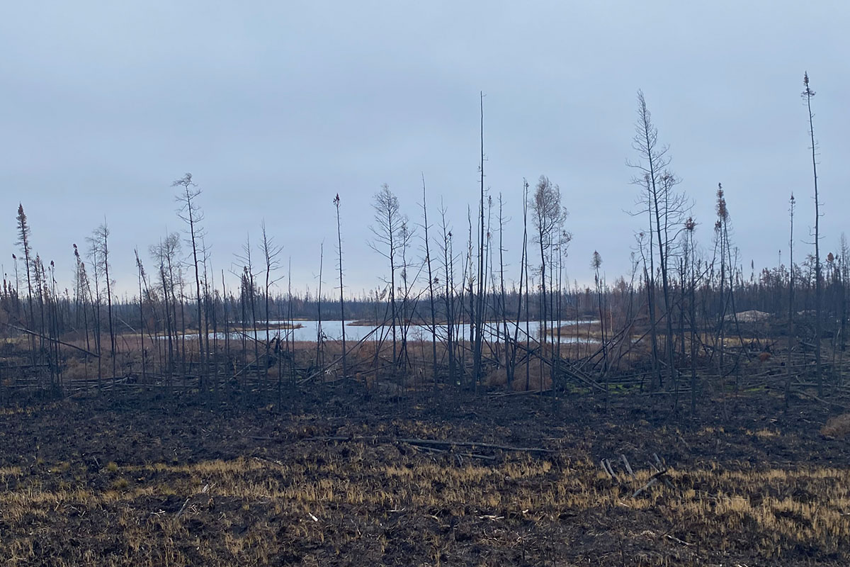 burned trees on T'licho land