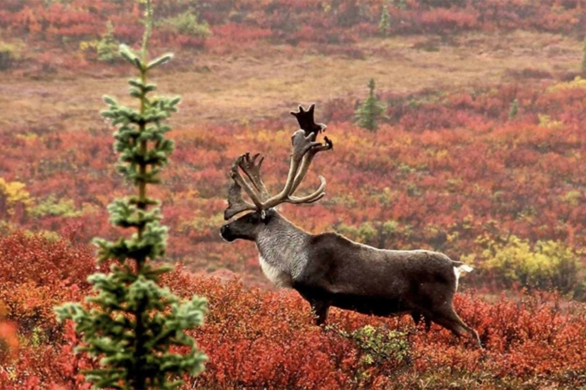 boreal caribou photo courtesy of Tłı̨chǫ Government