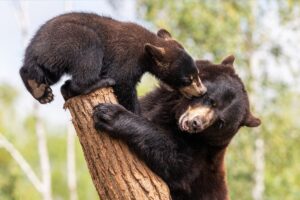 black bears playing in tree