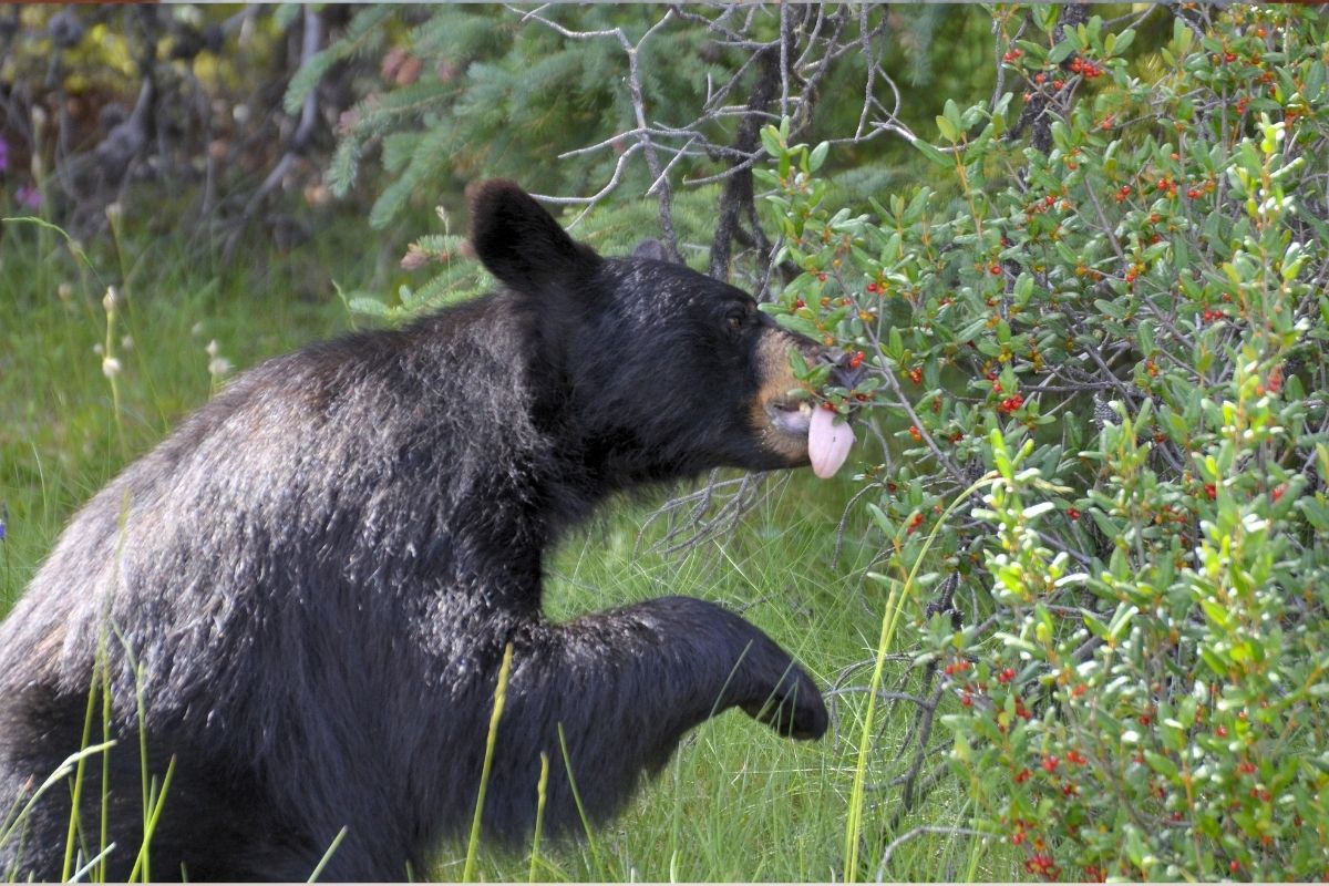 black bear eating buffalo berries