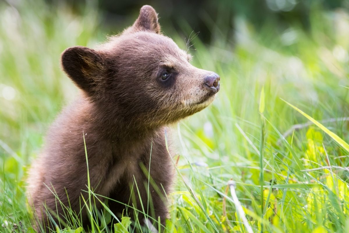 black bear cub sitting in grass