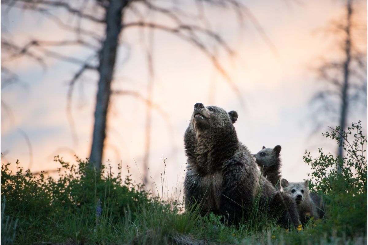 grizzly bear family looking to sky sunset