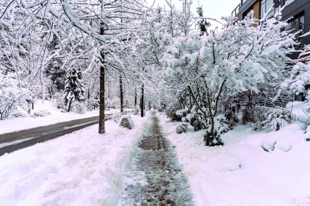 urban trees growing on either side of a sidewalk that has been treated with road salt