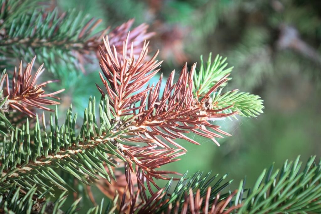 winter burn on leaves of deciduous tree