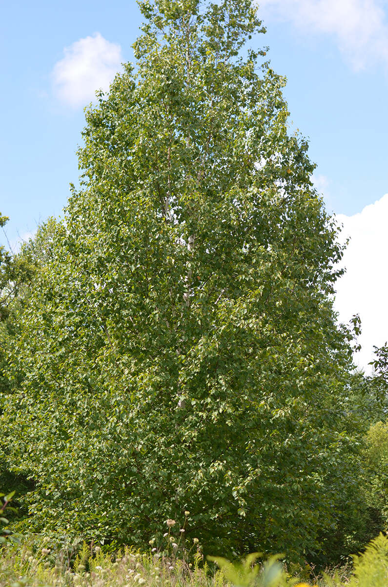 White birch tree, photo courtesy of The Tree Atlas, Government of Ontario