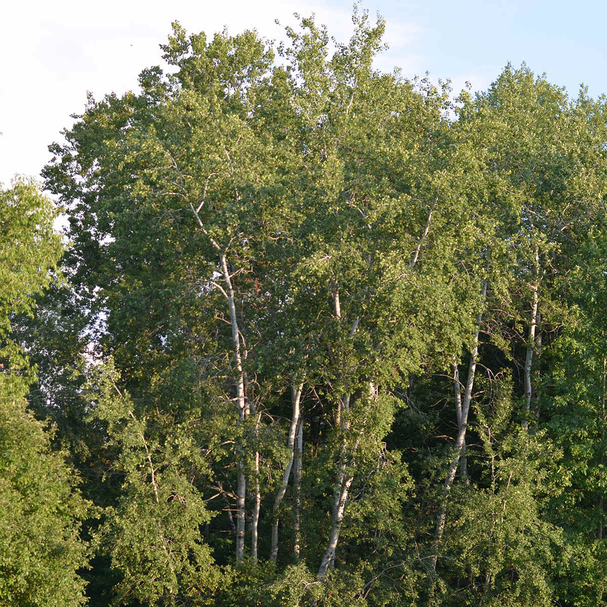 White birch tree, photo courtesy of The Tree Atlas, Government of Ontario