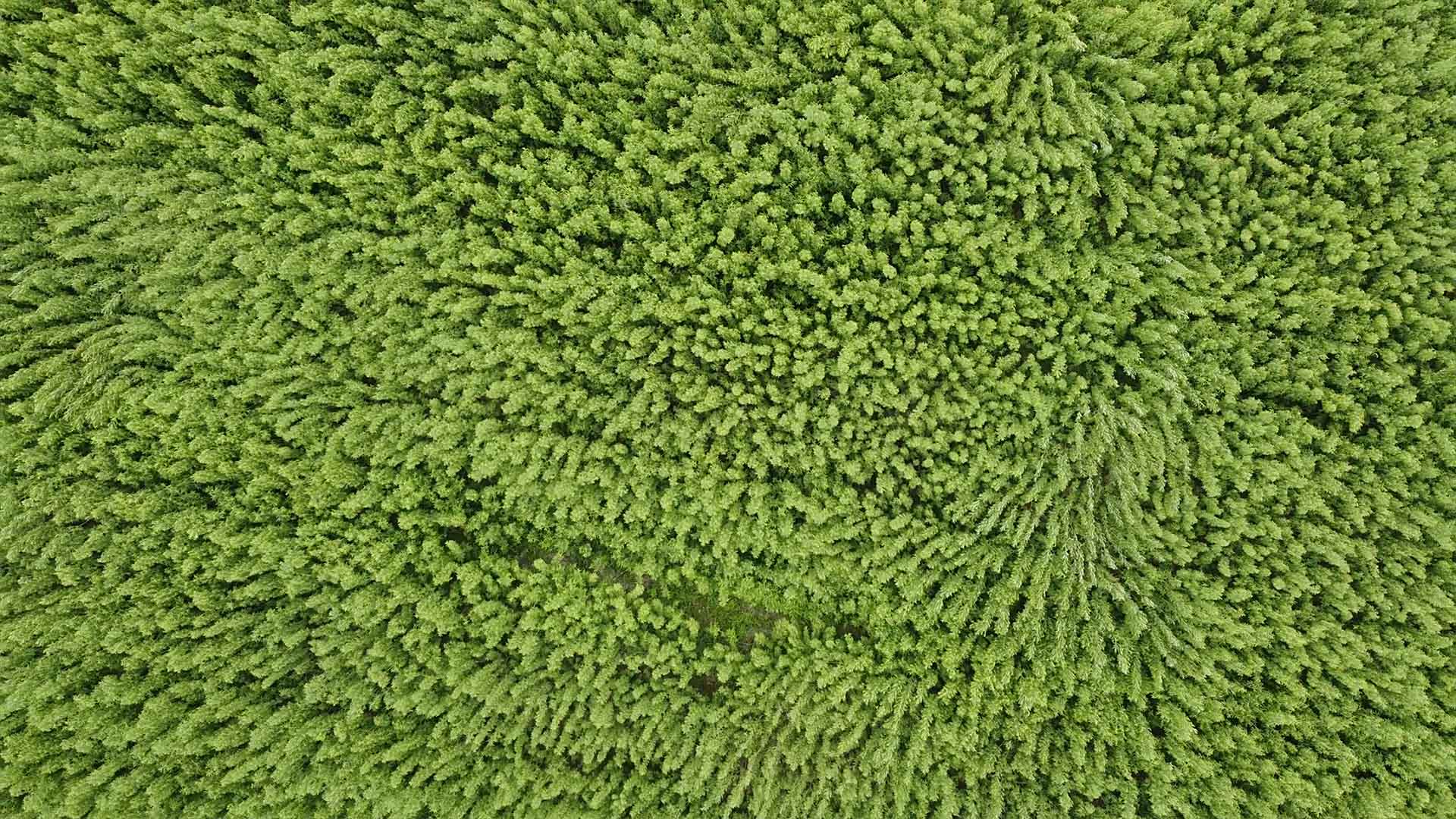 Aerial view of densely planted willow saplings, forming a vibrant green canopy in early growth.