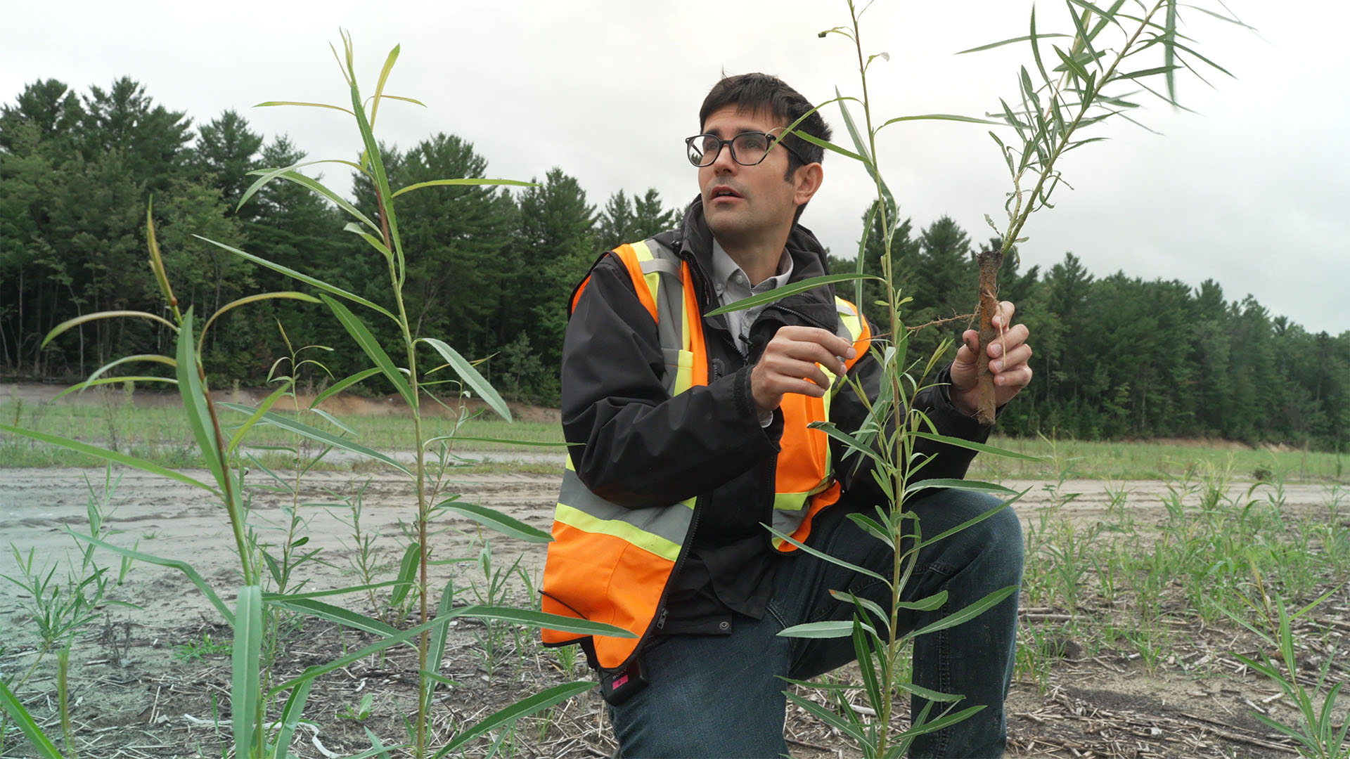 Francis Allard, CEO of Ramo, examines a young planted willow.
