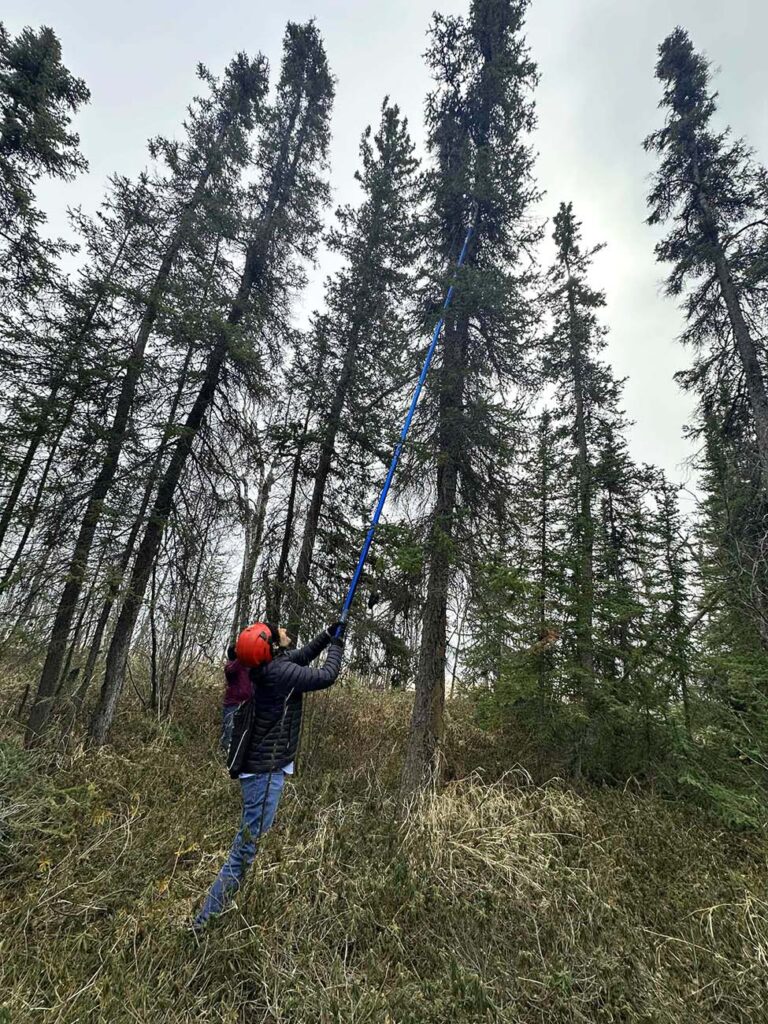 Indigenous Seed Collection Program (ISCP) participant learning to harvest Black spruce cones.