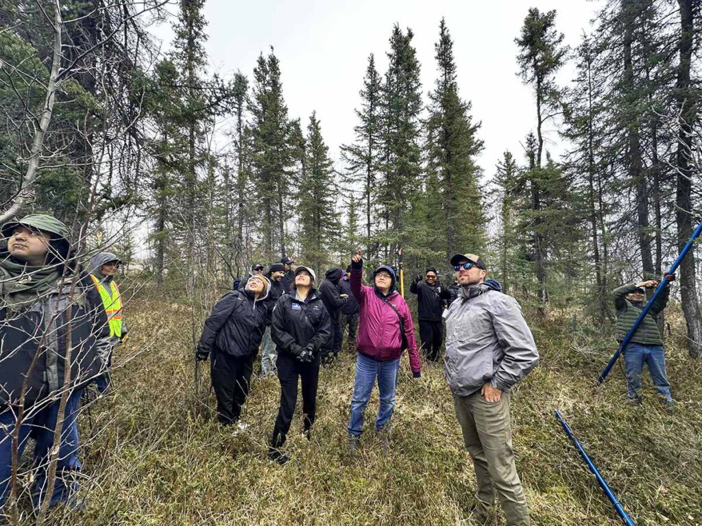 Indigenous Seed Collection Program (ISCP) participants look up while learning to harvest Black spruce cones.