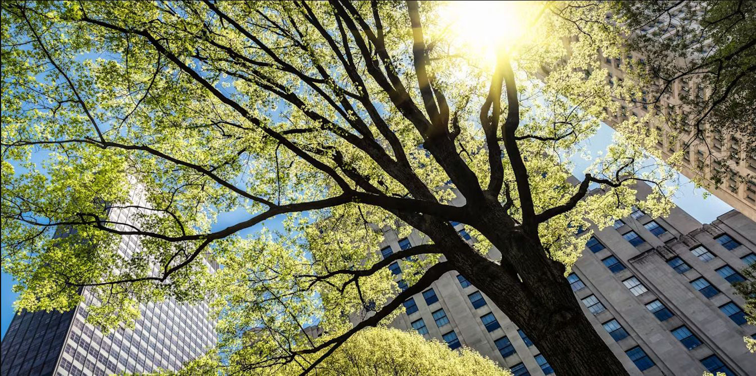 Large tree in front of city skyscrapers with the sun peeking through behind it