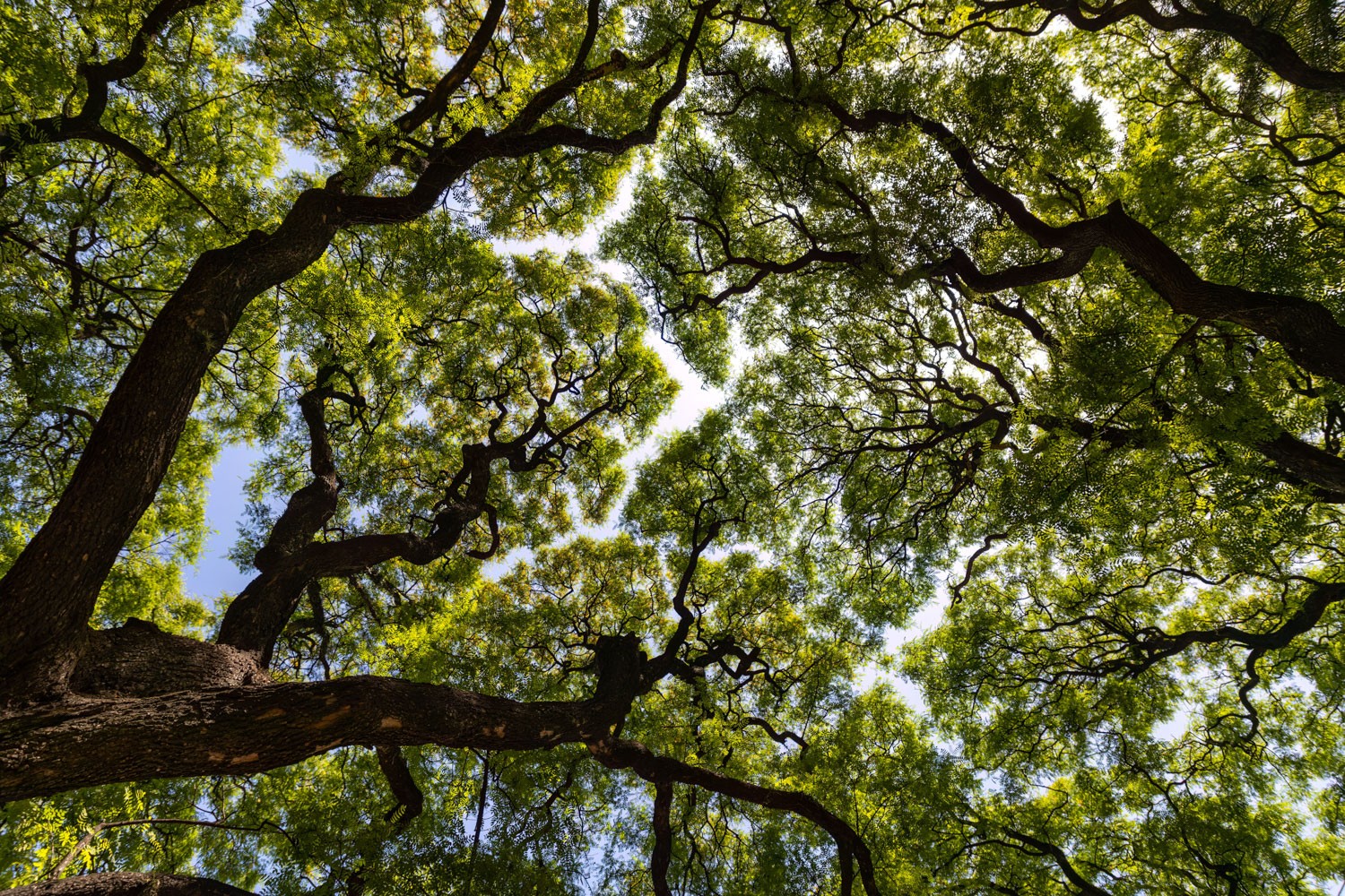 Looking up at an urban tree canopy with blue sky