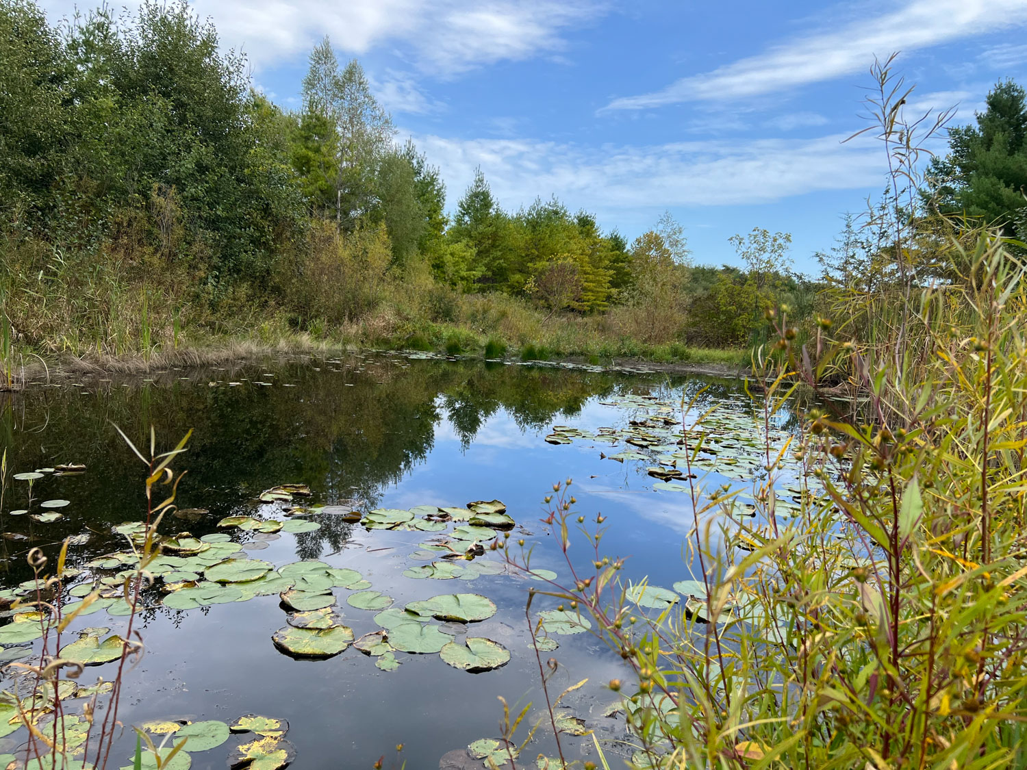 A river surrounded by trees with floating lily pads.