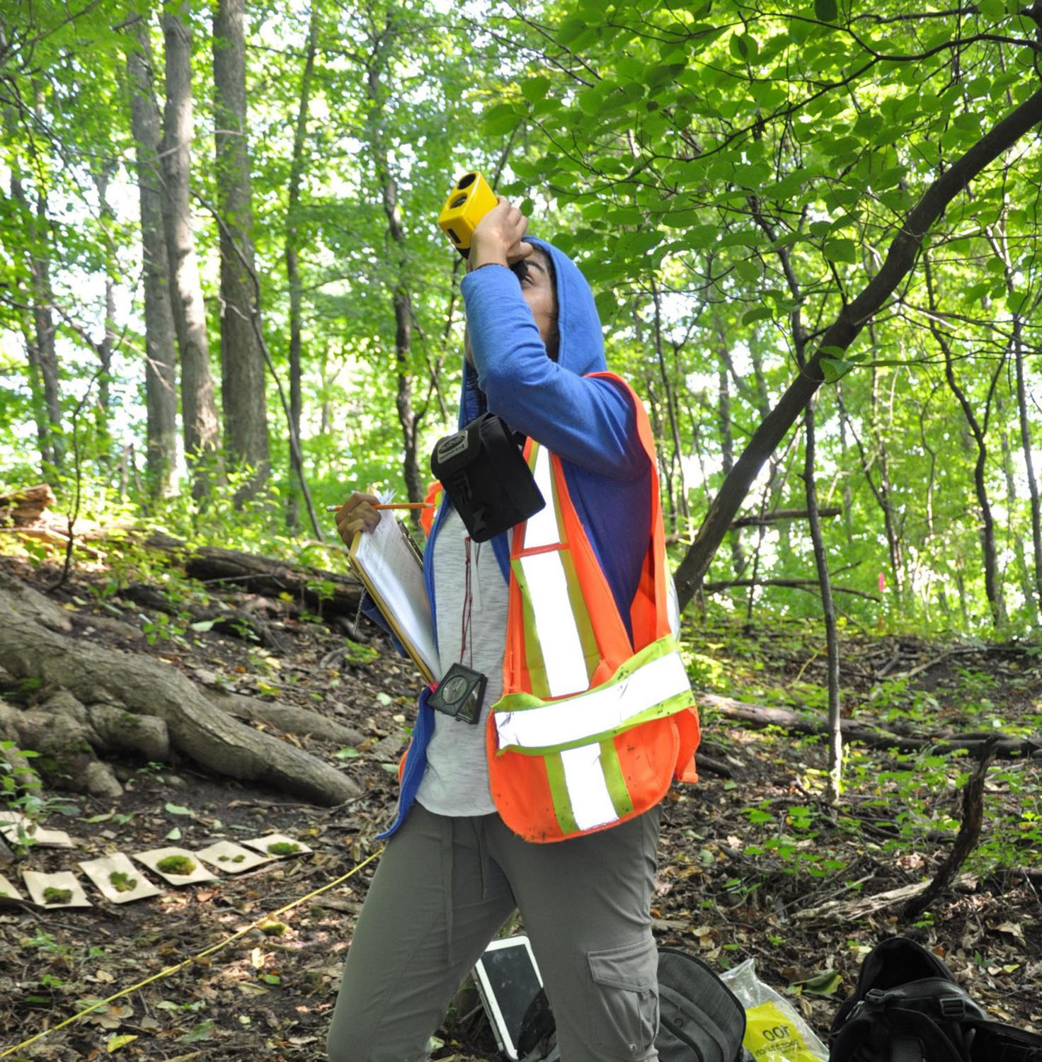 A person in the forest wearing a bright neon vest. They are in a blue hooded sweater, holding a clipboard, and looking up using binoculars. There are moss samples on the forest floor in the background.