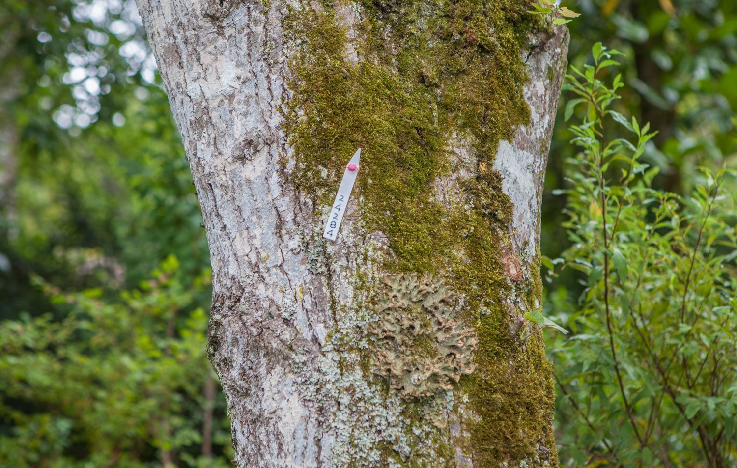 Tree bark full of lichens inventoried and identified with a numbered label reading 24284